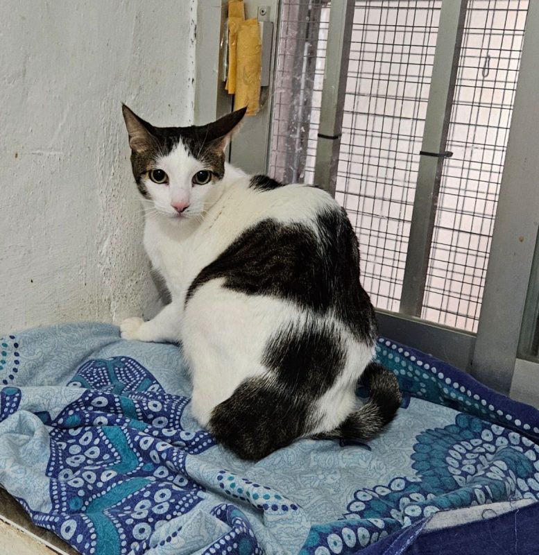 Pipo et Felipe - Chat à adopter - photo 4