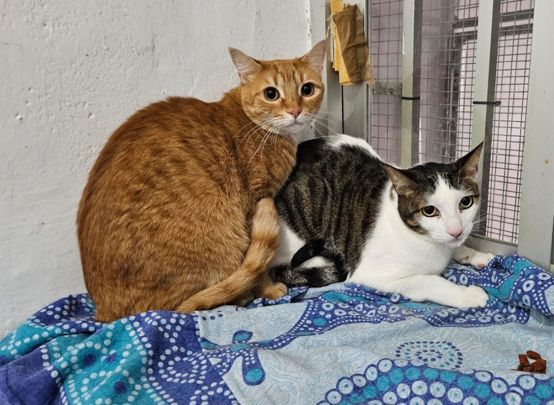 Pipo et Felipe - Chat à adopter