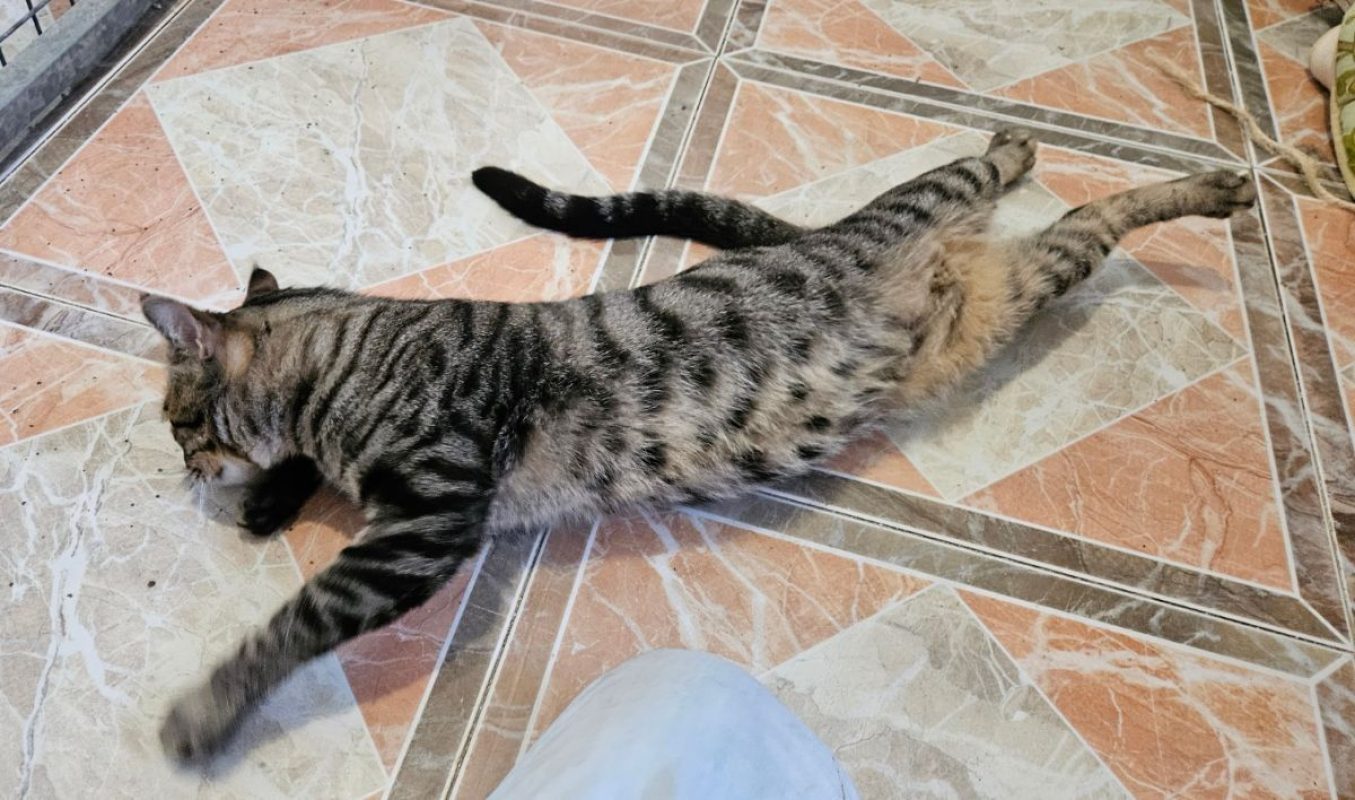 Oreo - Chat à adopter - photo 2