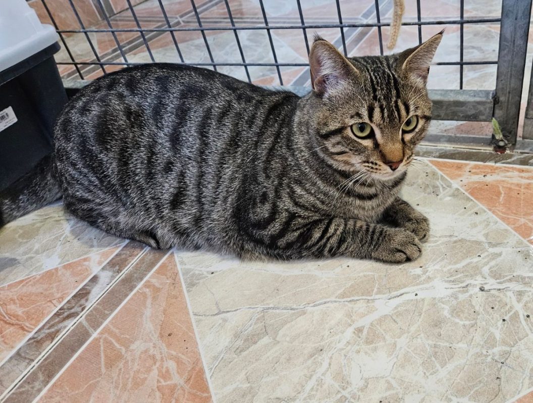 Oreo - Chat à adopter - photo 4