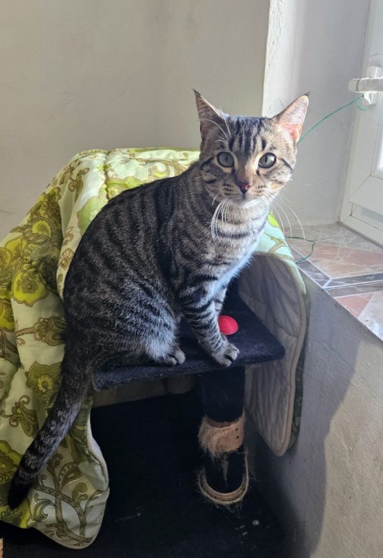 Oreo - Chat à adopter