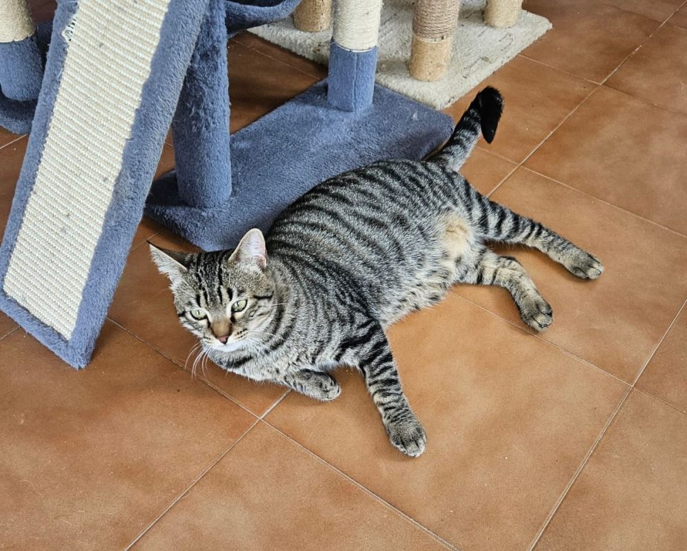 Oreo - Chat à adopter - photo 3