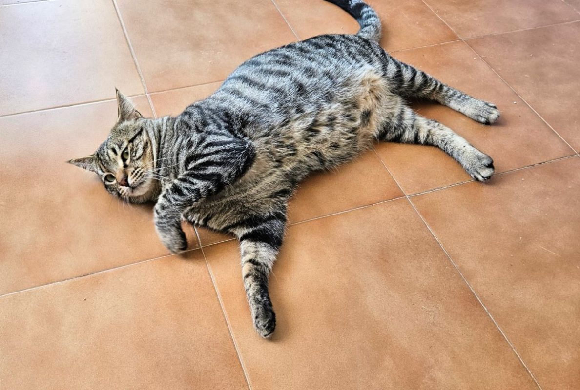 Oreo - Chat à adopter - photo 5