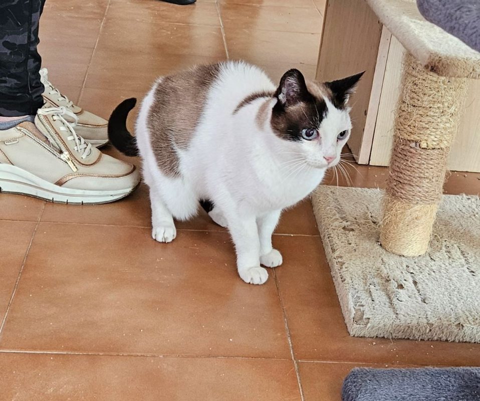 Fendi - Chat à adopter - photo 4
