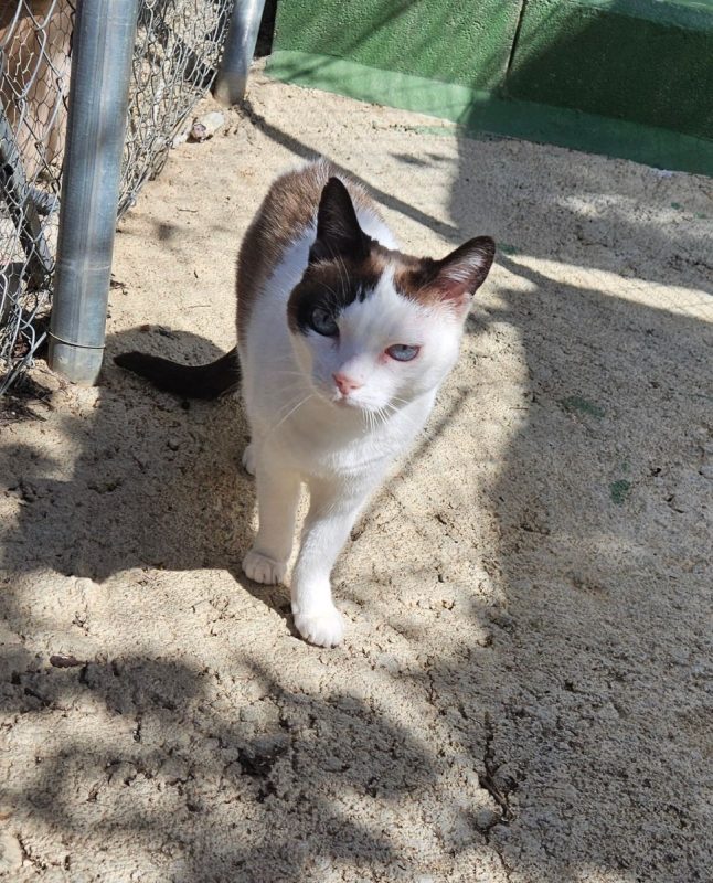 Fendi - Chat à adopter
