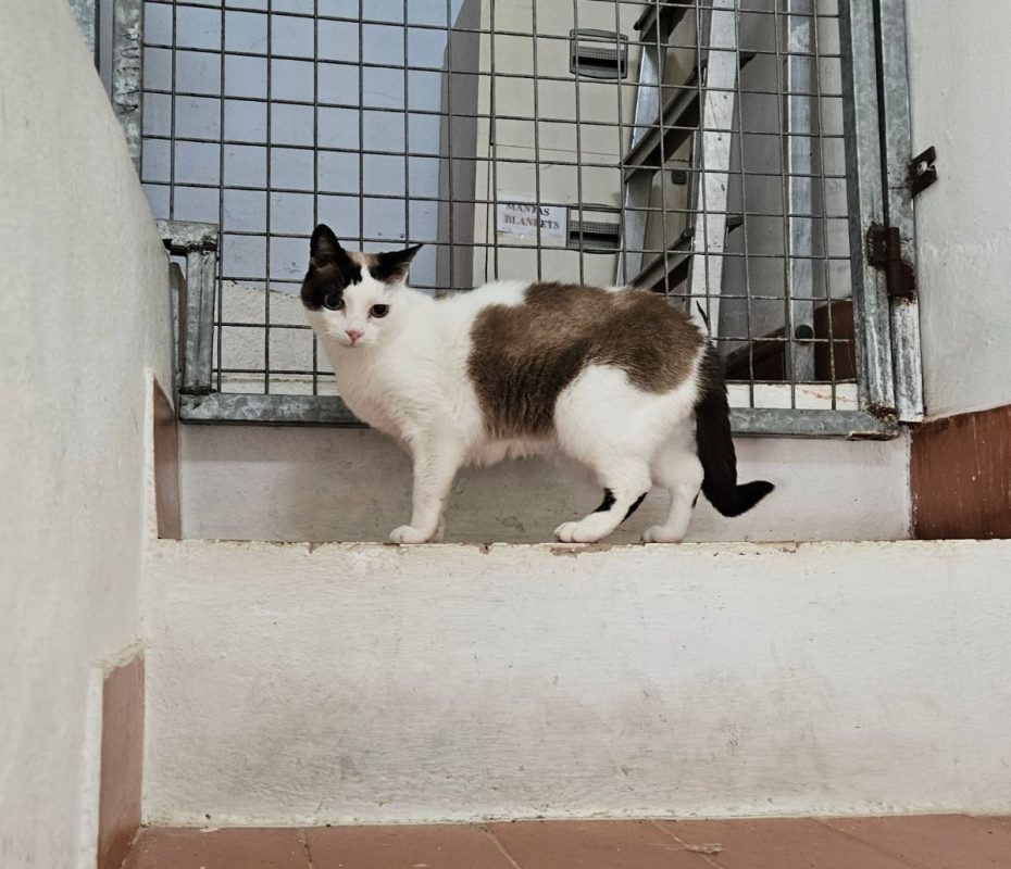 Fendi - Chat à adopter - photo 3