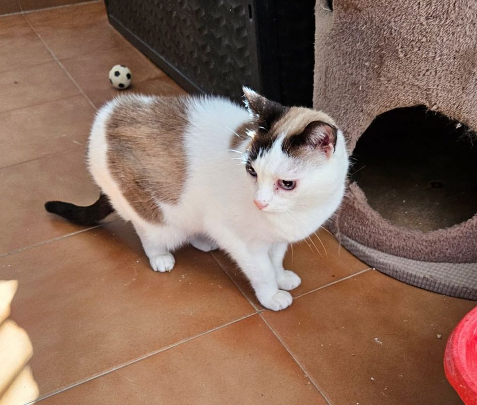Fendi - Chat à adopter - photo 5