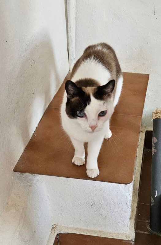 Fendi - Chat à adopter - photo 2