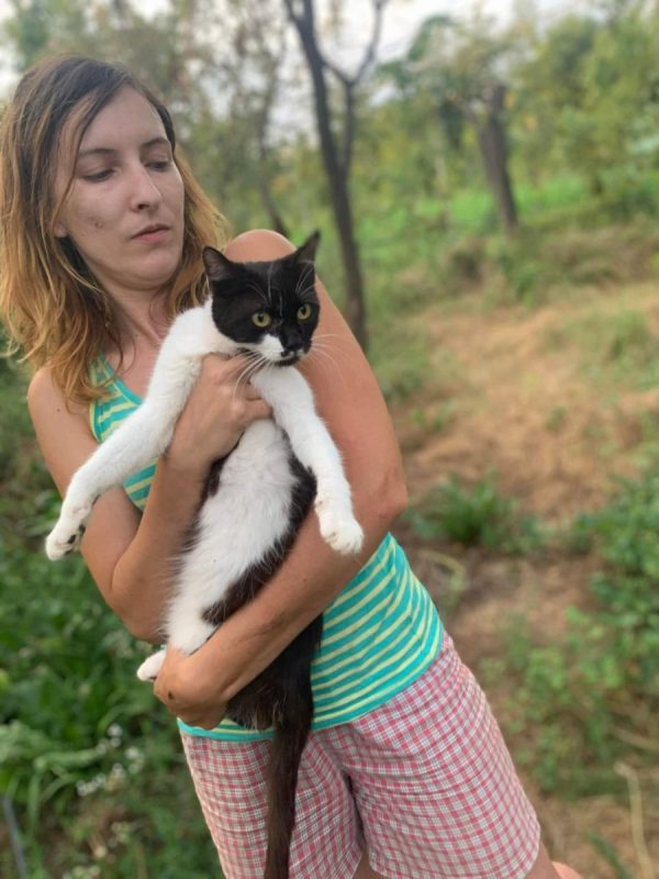 Lima - Chat à adopter