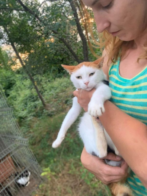 Caramel - Chat à adopter