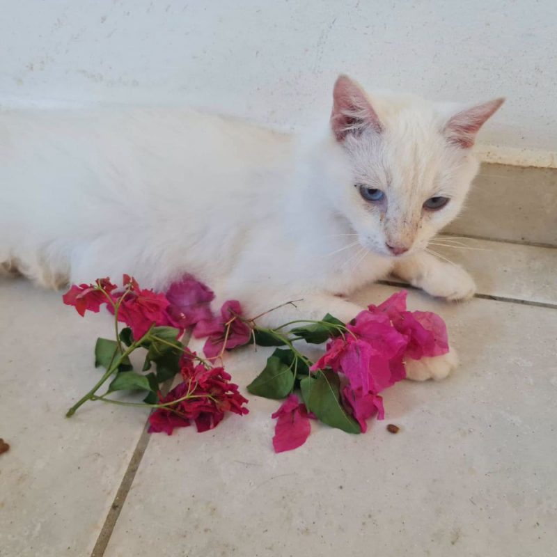 XENA - Chat Européen à adopter - photo 8