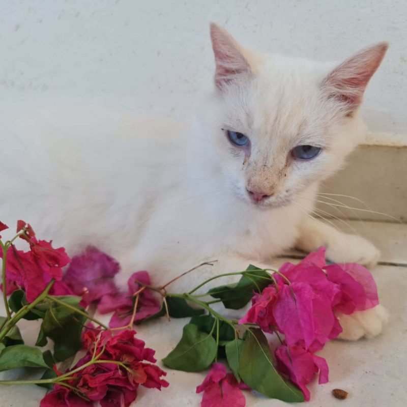 XENA - Chat Européen à adopter - photo 7