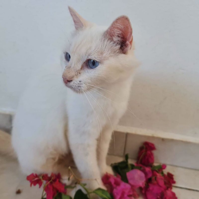 XENA - Chat Européen à adopter - photo 5