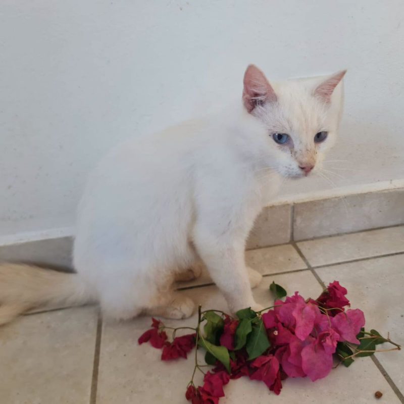 XENA - Chat Européen à adopter - photo 2