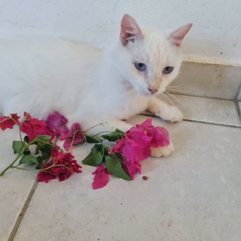 XENA - Chat Européen à adopter - photo 4
