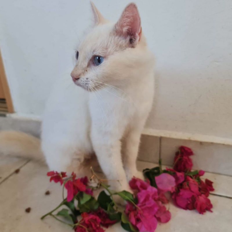 XENA - Chat Européen à adopter - photo 6