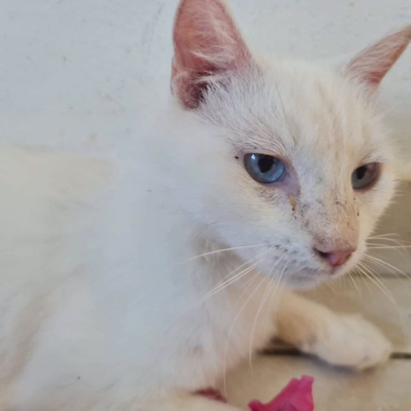 XENA - Chat Européen à adopter - photo 3