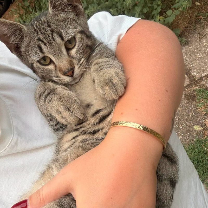 AIME - Chat Européen à adopter - photo 4