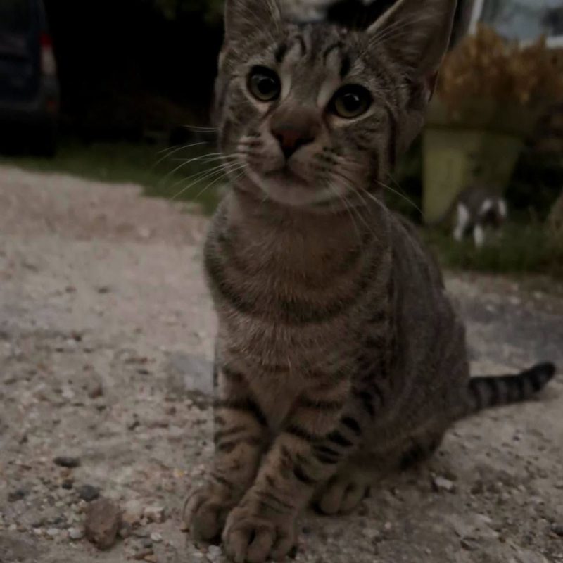 AIME - Chat Européen à adopter - photo 2