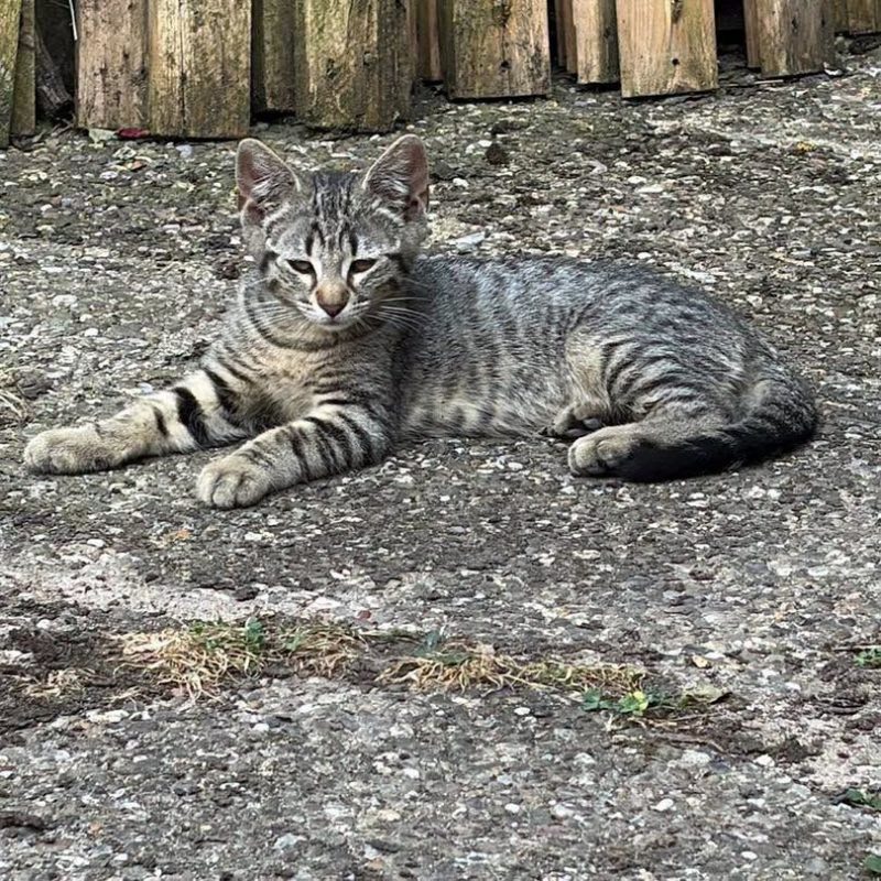 AIME - Chat Européen à adopter - photo 5
