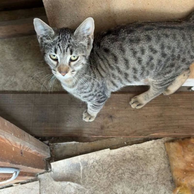 AIME - Chat Européen à adopter - photo 3