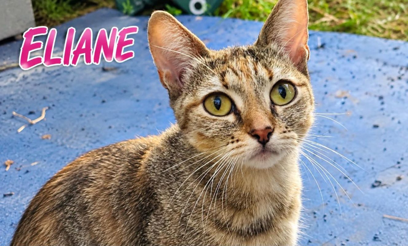 Eliane - Chat à adopter