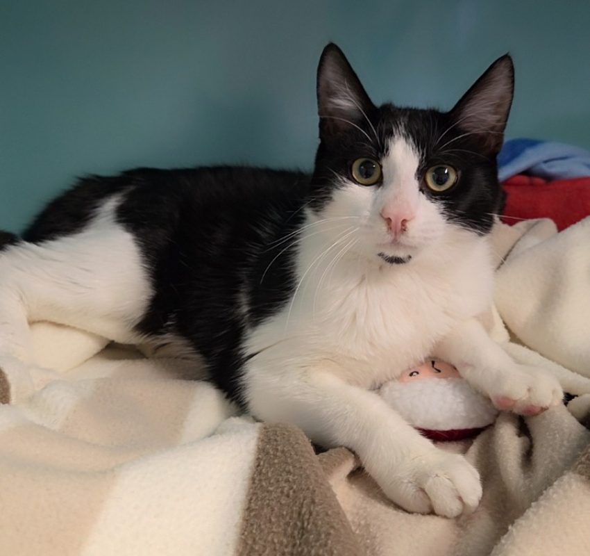 Fenouil - Chat Européen à adopter