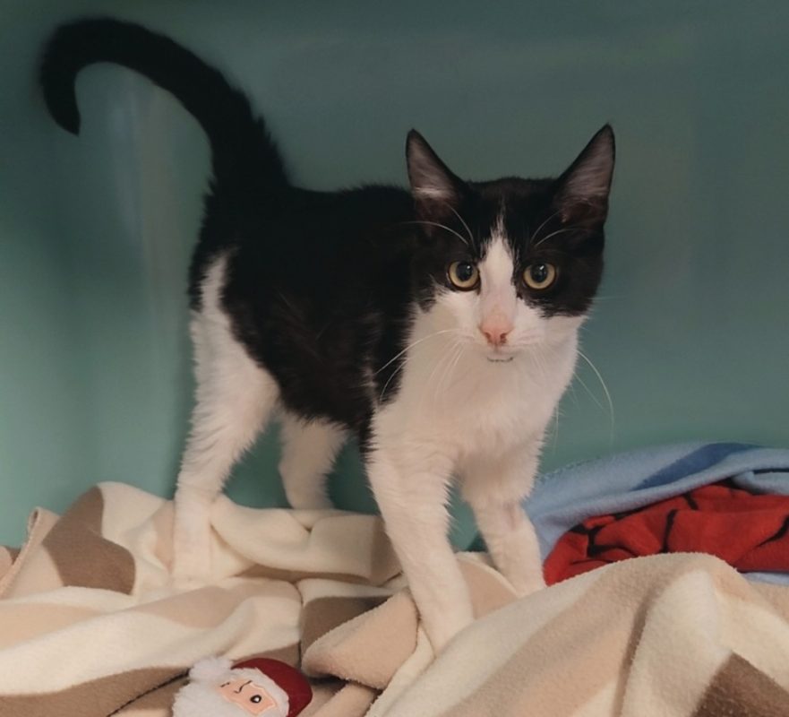 Fenouil - Chat Européen à adopter - photo 2