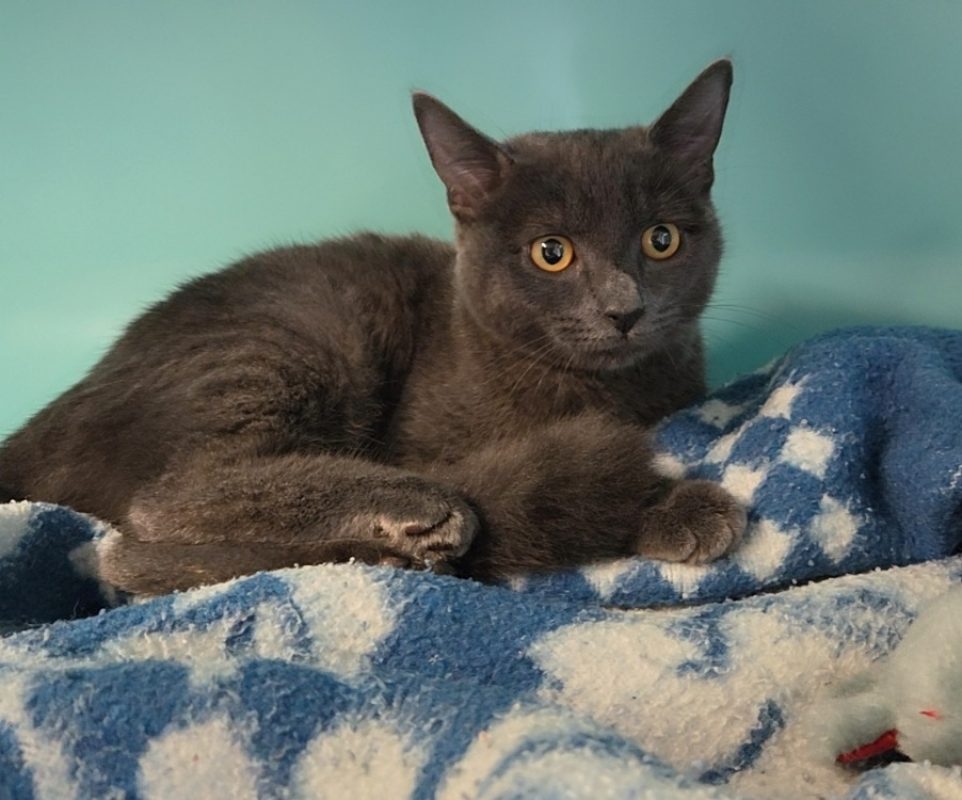 Aubergine - Chat Européen à adopter