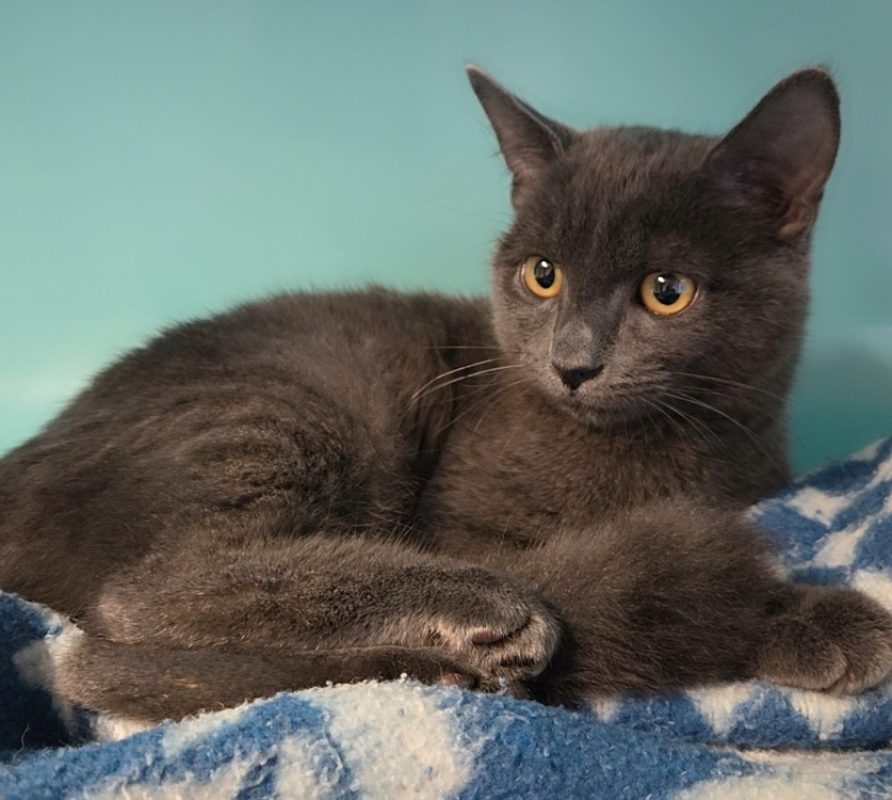 Aubergine - Chat Européen à adopter - photo 2