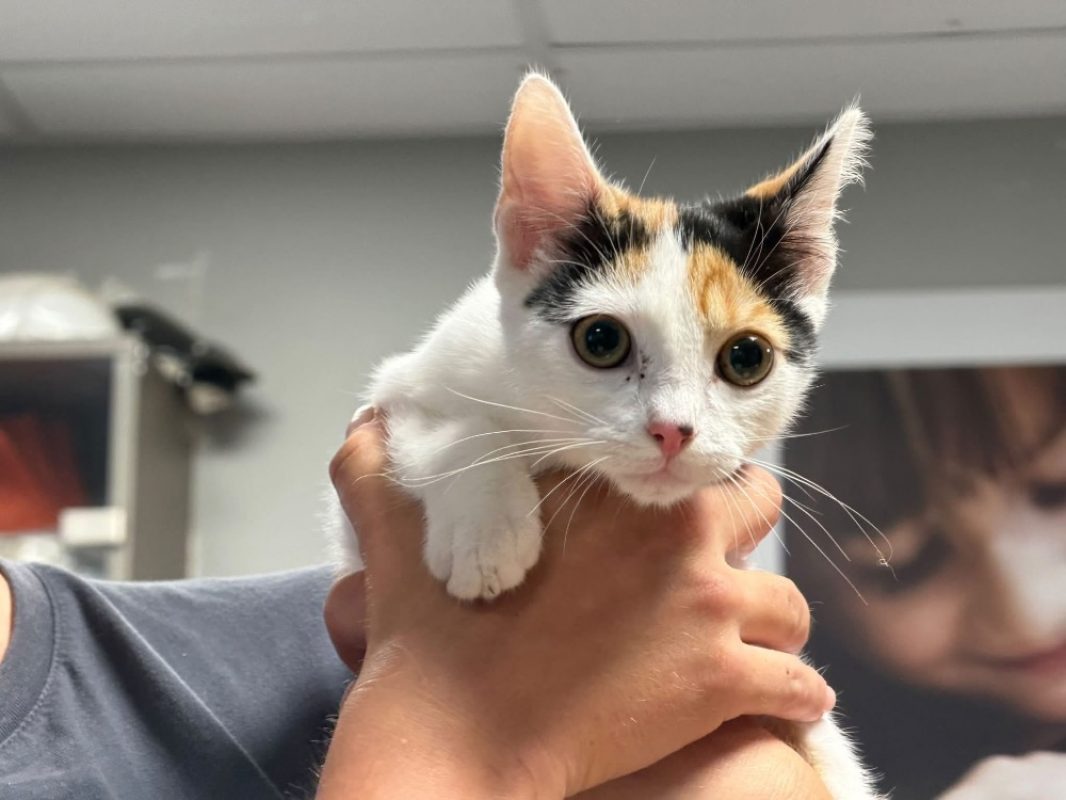 Elektra - Chat Européen à adopter