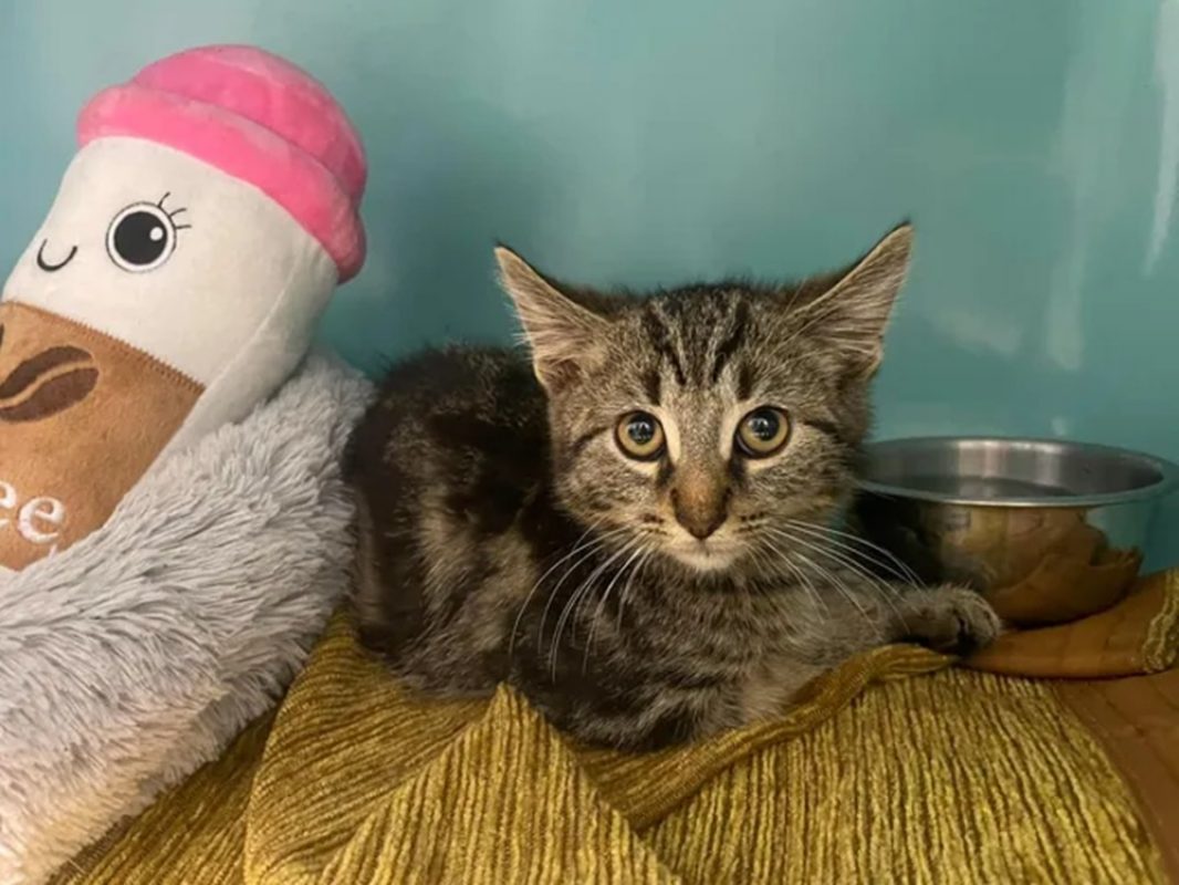Leon - Chat Européen à adopter