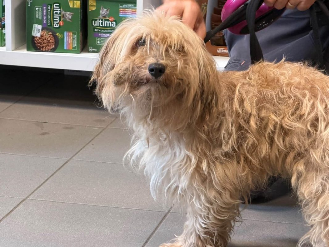 Elios - Chien à adopter