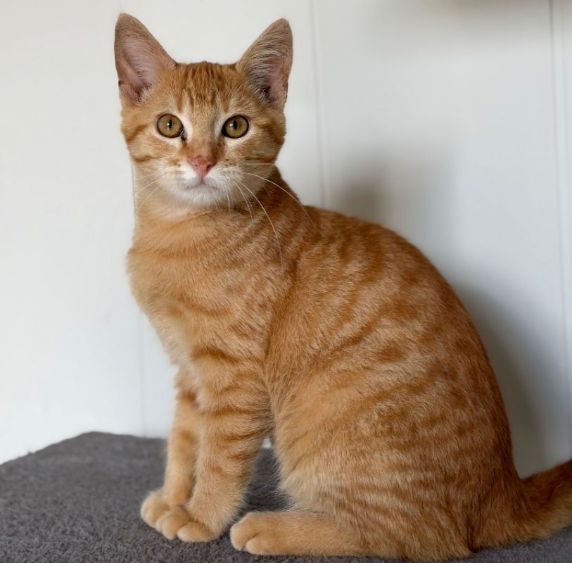Butternut - Chat Européen à adopter