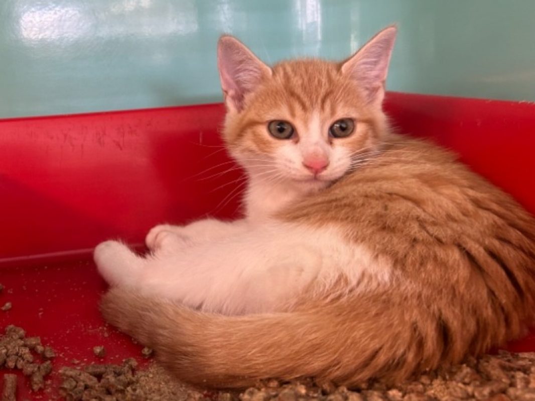 Storm - Chat Européen à adopter