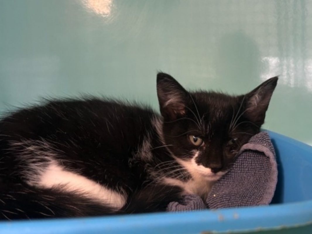 Panther - Chat Européen à adopter