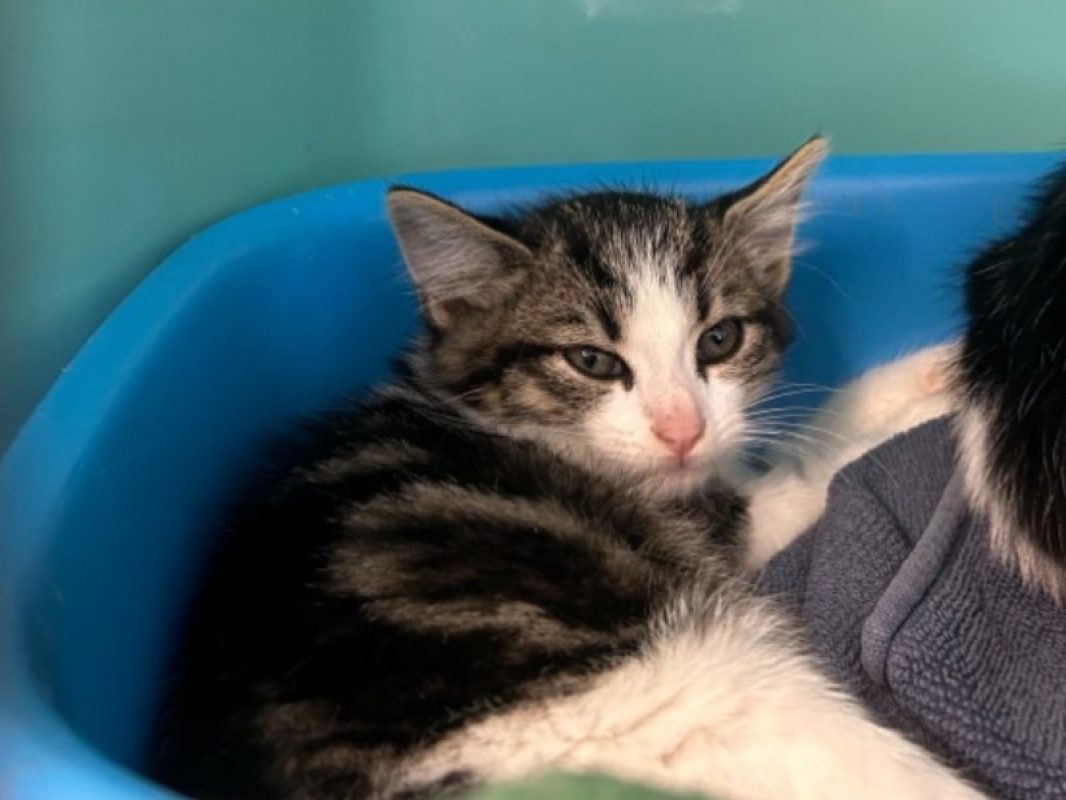Smokey - Chat Européen à adopter