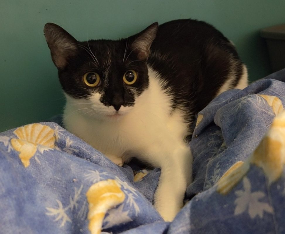 Bichette - Chat Européen à adopter