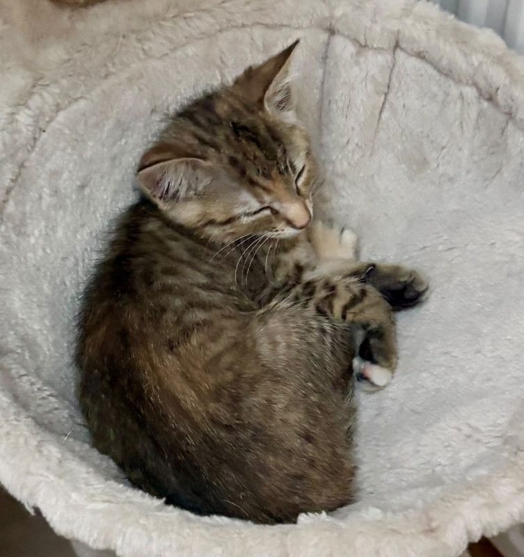 CALI | RESERVÉE - Chat à adopter - photo 3