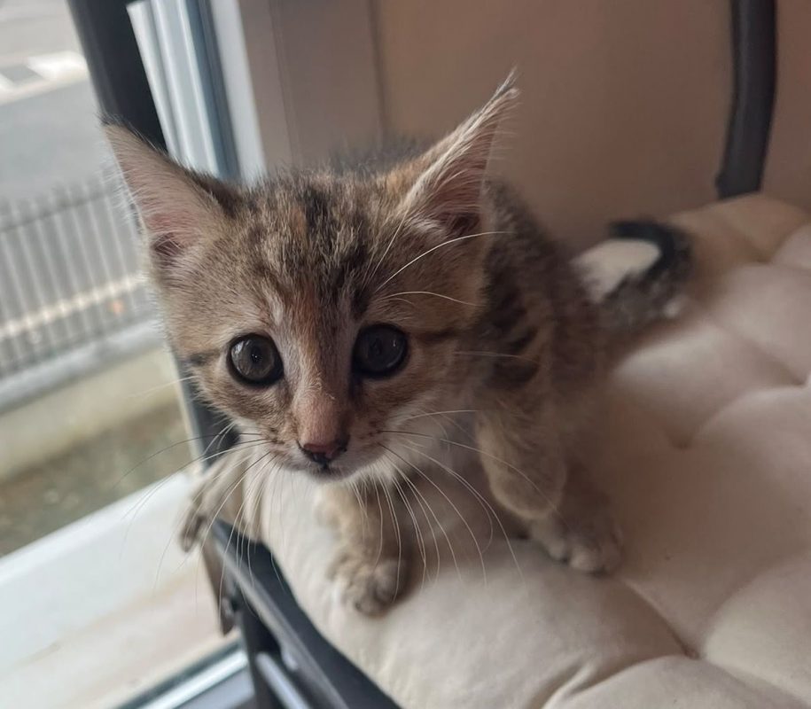 CALI | RESERVÉE - Chat à adopter - photo 4