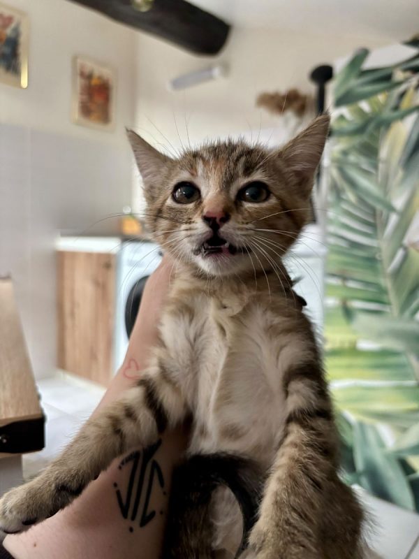 CALI | RESERVÉE - Chat à adopter - photo 2