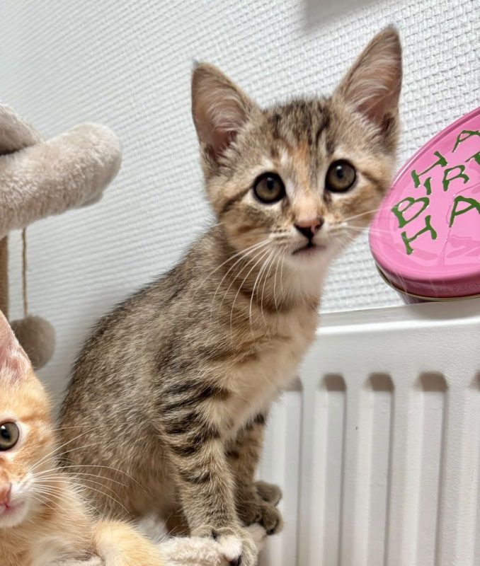 CALI | RESERVÉE - Chat à adopter