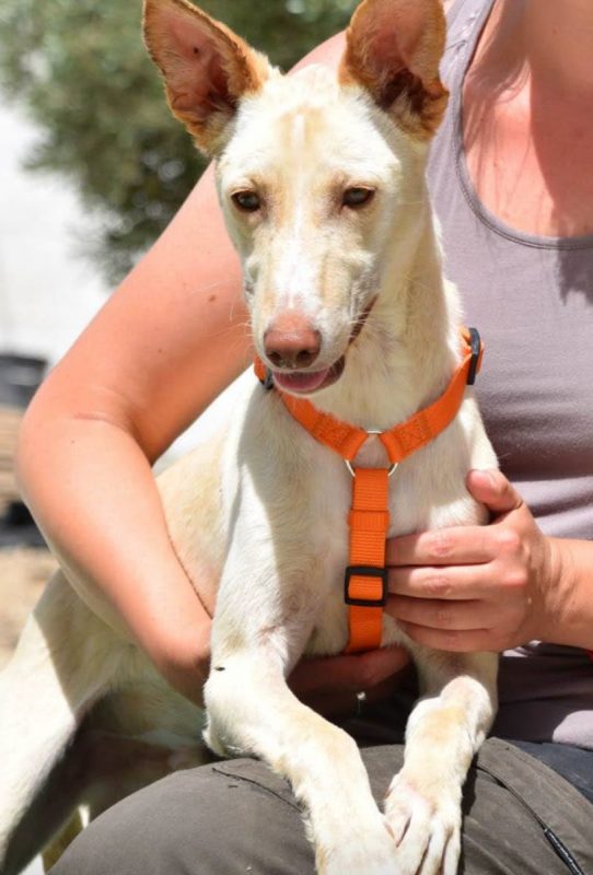 NEFER - Chien à adopter - photo 2