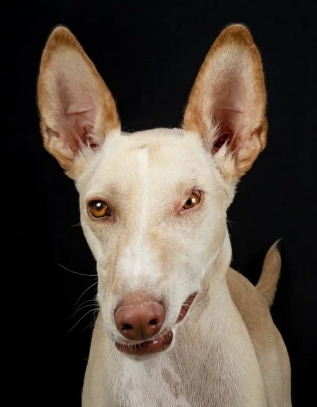 NEFER - Chien à adopter