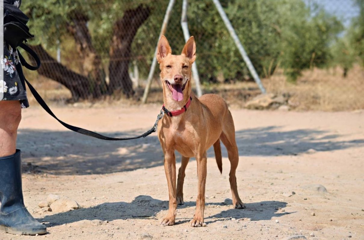 CRISTIAN - Chien à adopter - photo 2