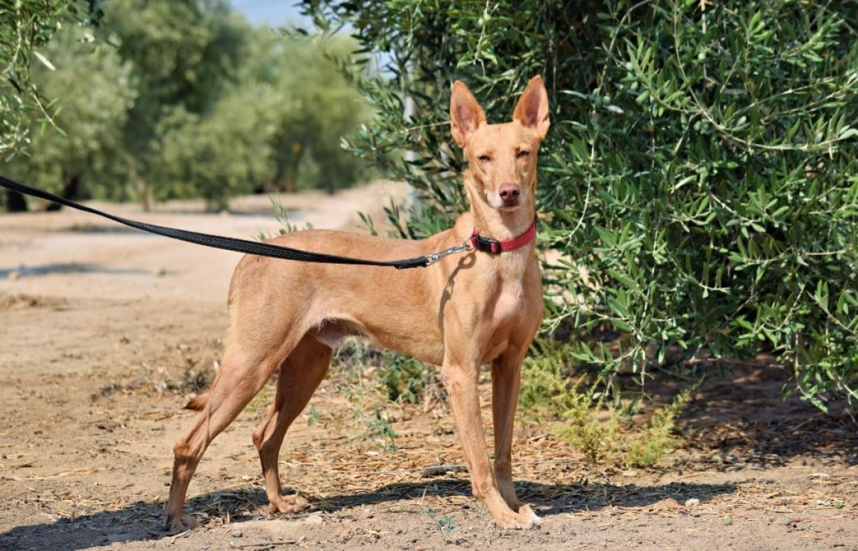 CRISTIAN - Chien à adopter