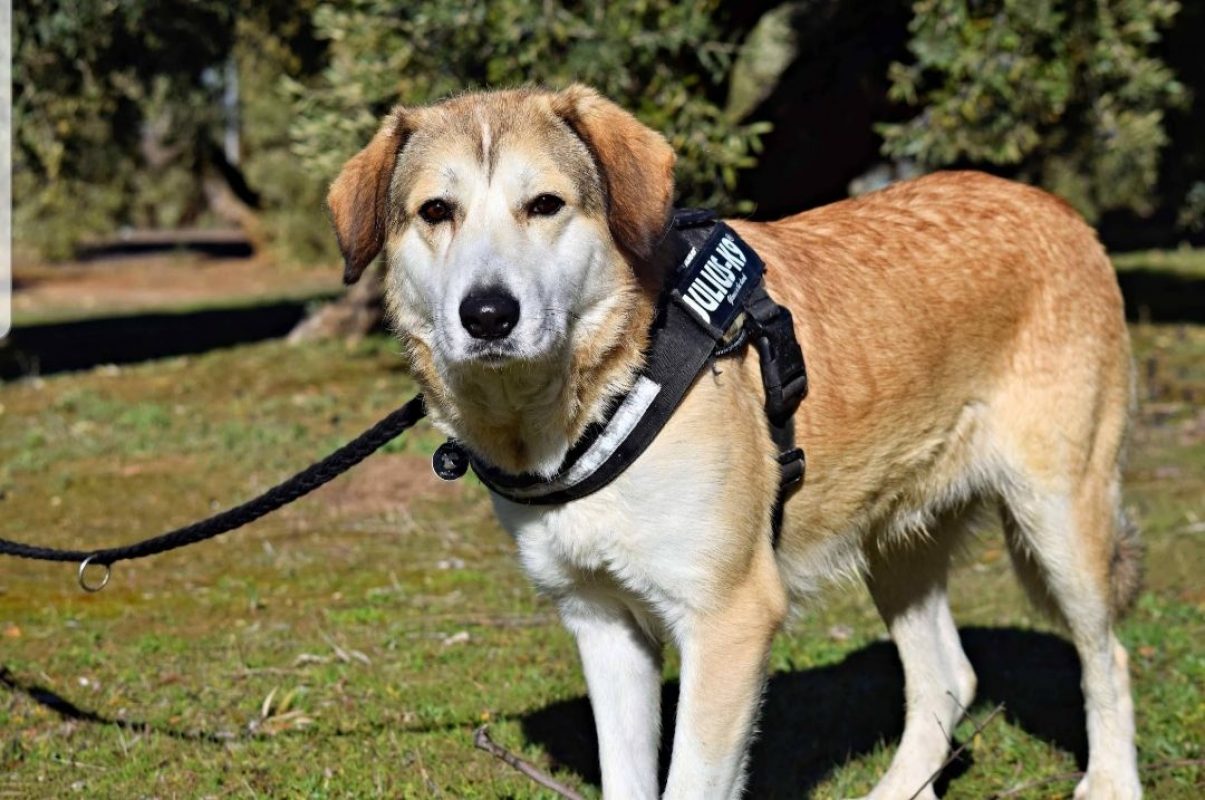 CAMPANILLA - Chien à adopter