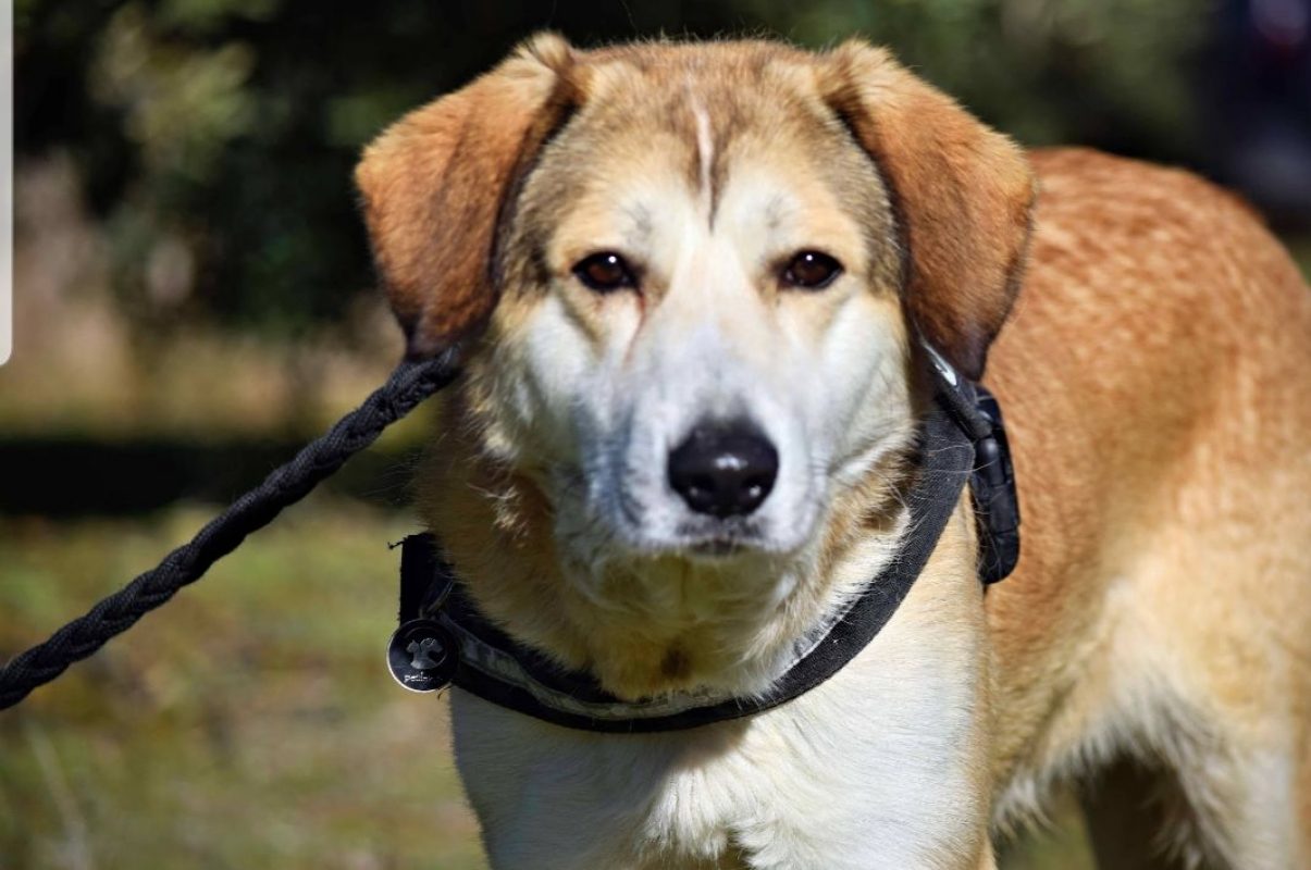 CAMPANILLA - Chien à adopter - photo 2