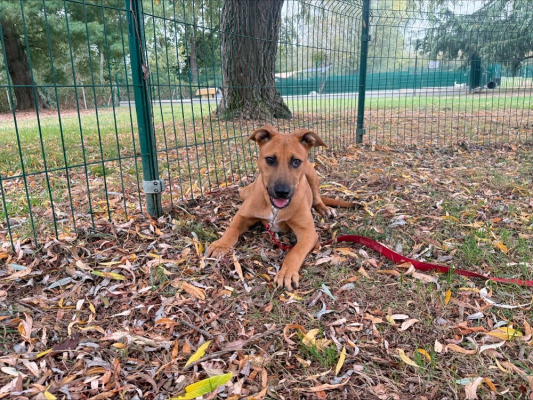 Itada - Chien à adopter