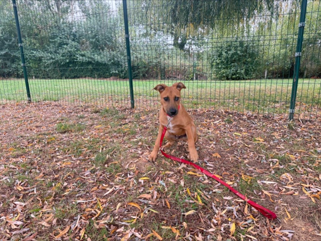 Itada - Chien à adopter - photo 2